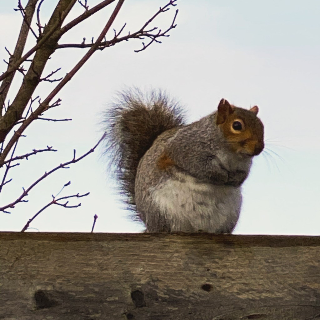 Fat squirrel