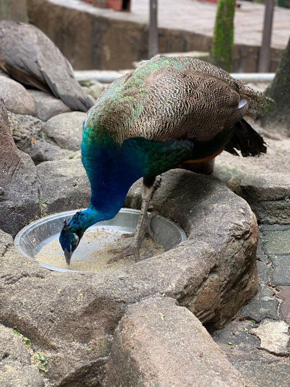 Peacock