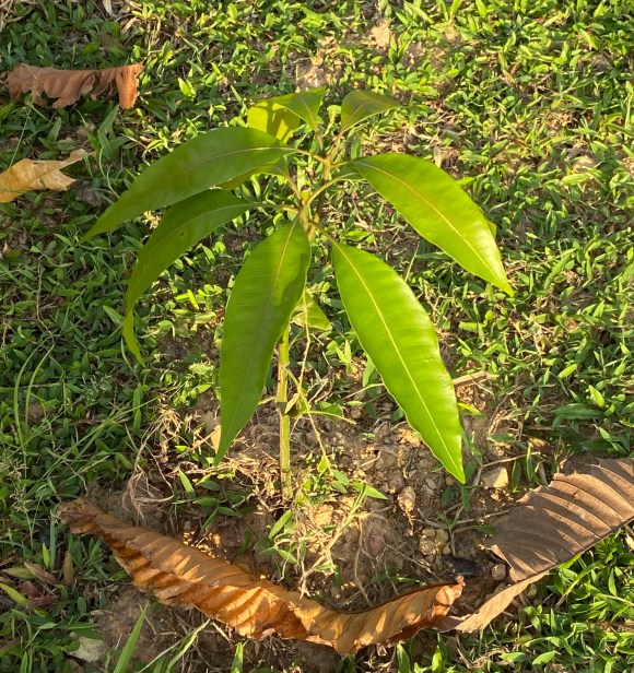 Mango tree